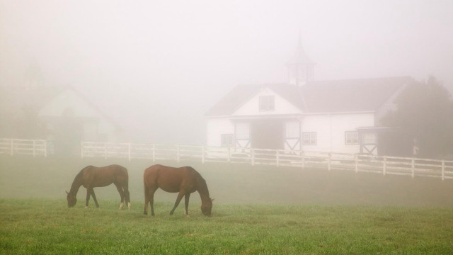 Horses grazing foggy field whitehouse free wallpaper - medium preview image