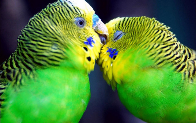 Two green birds kissing perch #2 free wallpaper - medium preview image