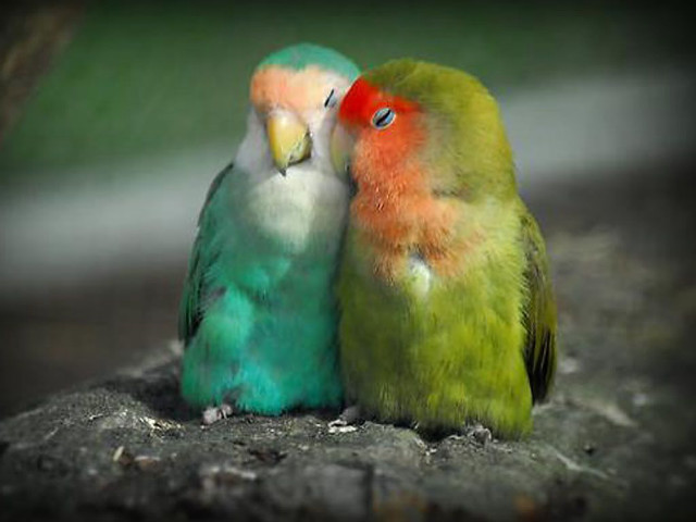 Two colorful birds rock romantic free wallpaper - medium preview image