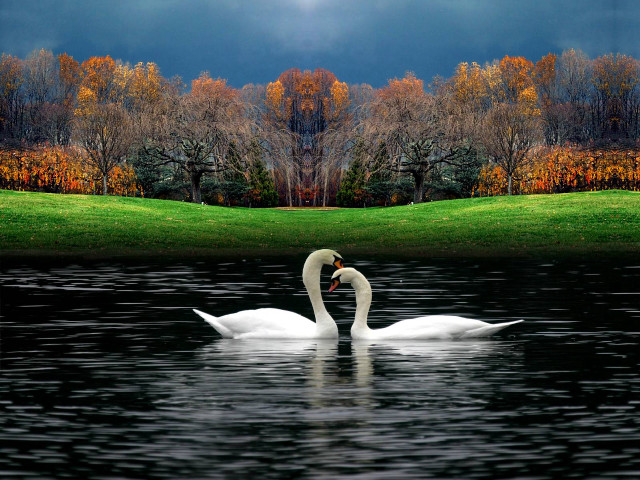 Swan swimming water grassy area free wallpaper - medium preview image