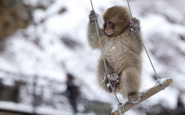 Monkey hanging rope snow person free wallpaper - medium preview image