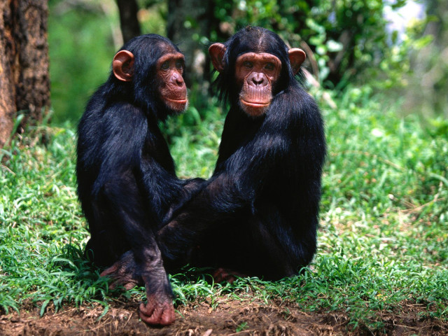 Chimpanzees sitting grass trees background free wallpaper - medium preview image