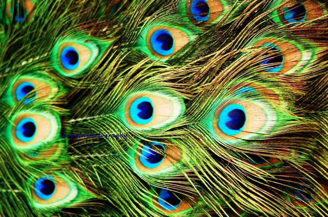 Peacock feathers closeup colors spread free wallpaper - medium preview image