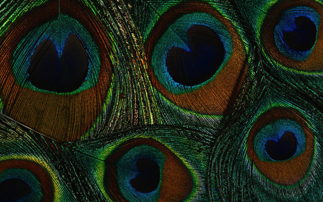 Peacock feathers macro holography mystical free wallpaper - medium preview image