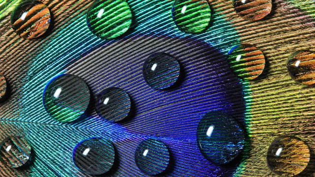 Peacock feathers water drops rainbow #2 free wallpaper - medium preview image