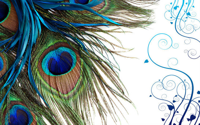 Peacock feather white background blue free wallpaper - medium preview image