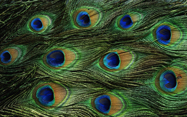Peacock feathers closeup colors spread #2 free wallpaper - medium preview image