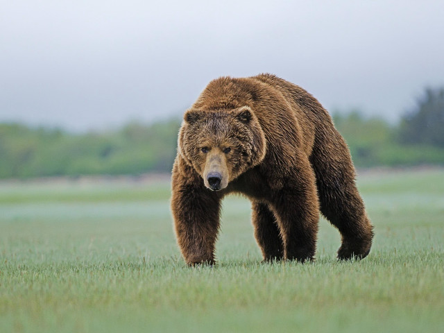 Large brown bear sad field free wallpaper - medium preview image