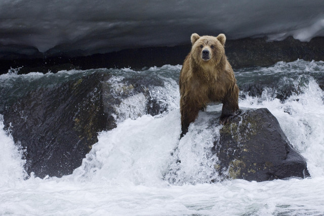 Brown bear rock river stormy free wallpaper - medium preview image