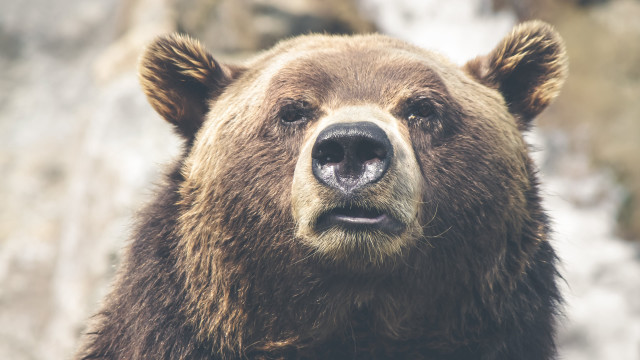Brown bear waterfall rock face free wallpaper - medium preview image