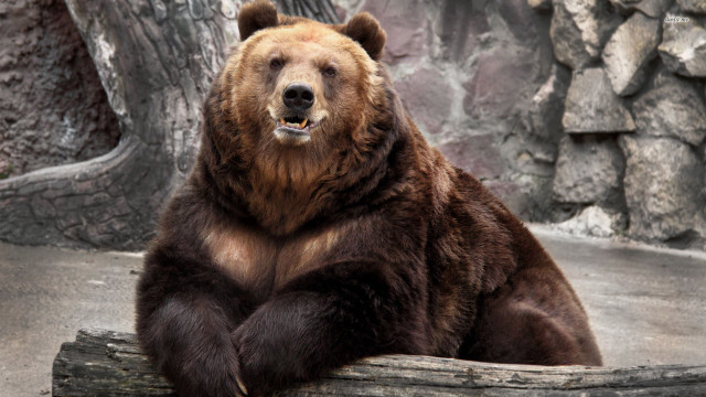 Brown bear sitting log zoo free wallpaper - medium preview image