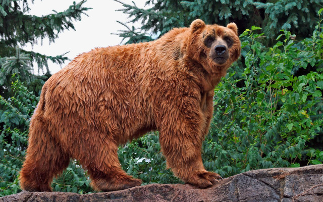 Brown bear rock wall trees free wallpaper - medium preview image