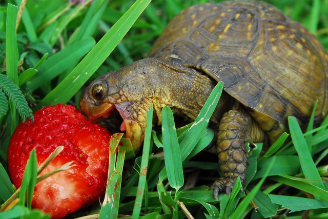 Turtle eating strawberry grass head free wallpaper - medium preview image