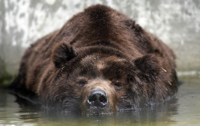 Bear laying water looking distance free wallpaper - medium preview image