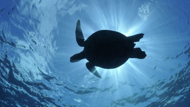 Turtle swimming ocean sunlight fish free wallpaper - medium preview image