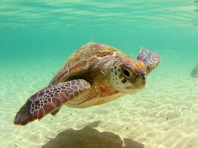 Turtle swimming ocean fish nearby free wallpaper - medium preview image