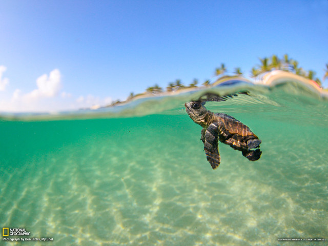 Turtle swimming ocean sky island #2 free wallpaper - medium preview image