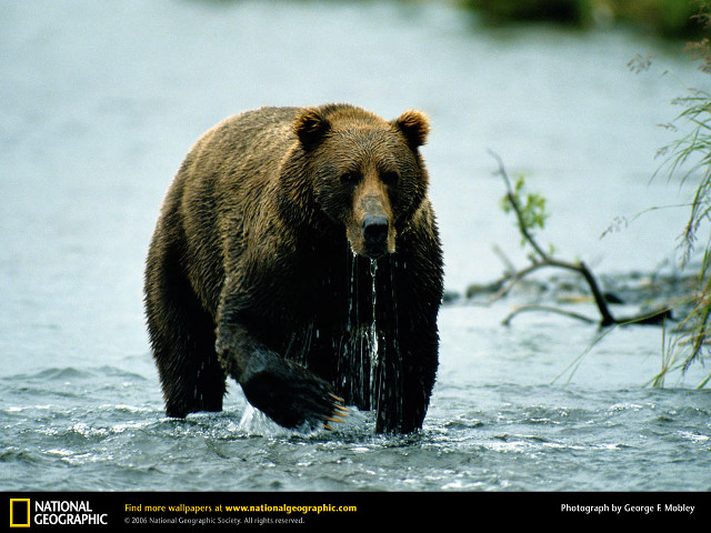 Bear standing water fish branch free wallpaper - medium preview image