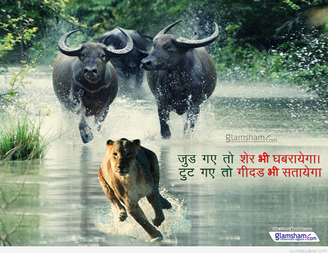 Bulls running river caption foreign free wallpaper - medium preview image