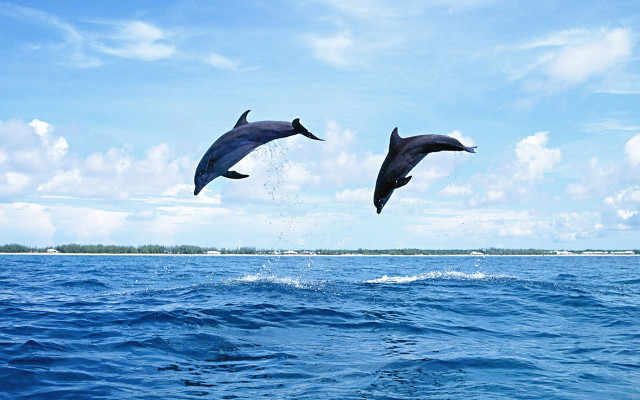Dolphins jumping ocean blue sky #18 free wallpaper - medium preview image