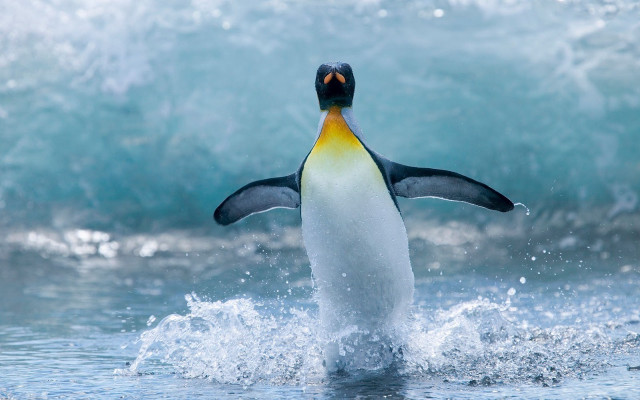 Penguin jumping water ocean waves free wallpaper - medium preview image