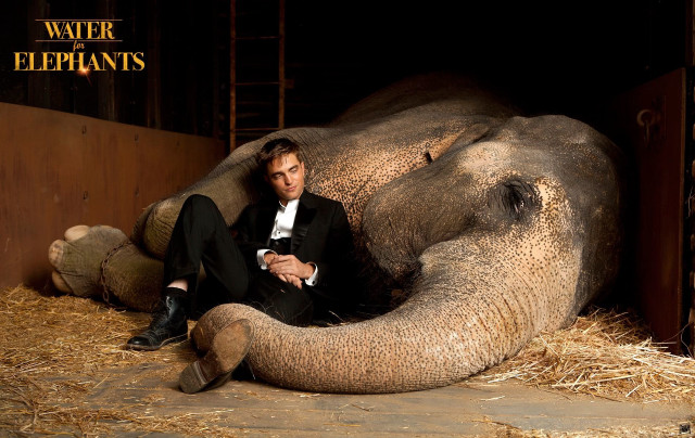 Man tuxedo elephant sitting crossed free wallpaper - medium preview image