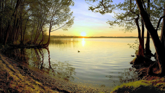 Lake duck trees sunset dawn free wallpaper - medium preview image