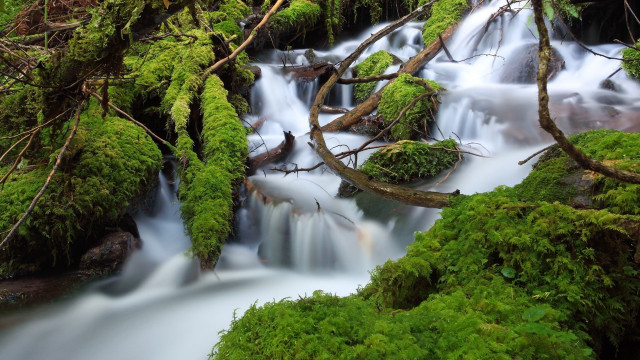 Small waterfall moss tree branch free wallpaper - medium preview image