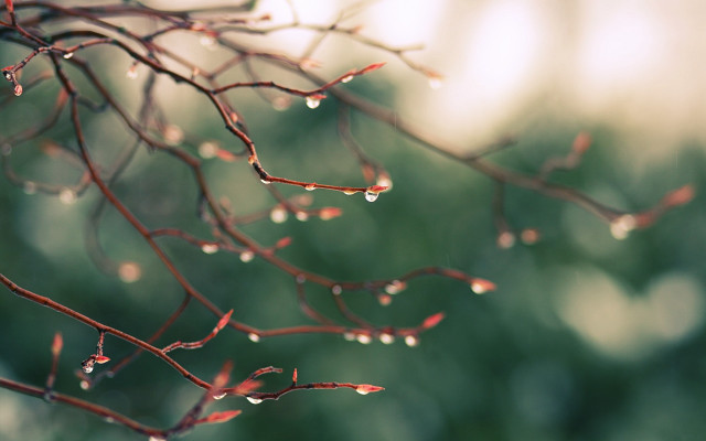 Branch water drops leaf blurry free wallpaper - medium preview image