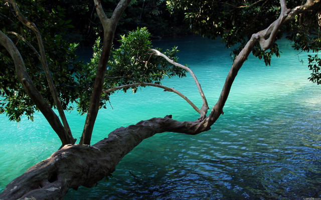 Tree water boat sunny blue free wallpaper - medium preview image