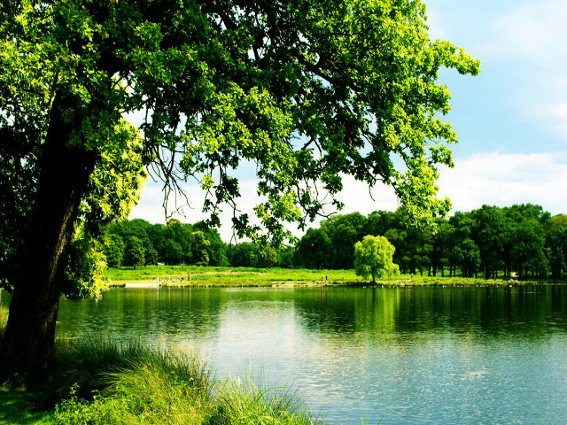 Lake surrounded trees grass blue free wallpaper - medium preview image