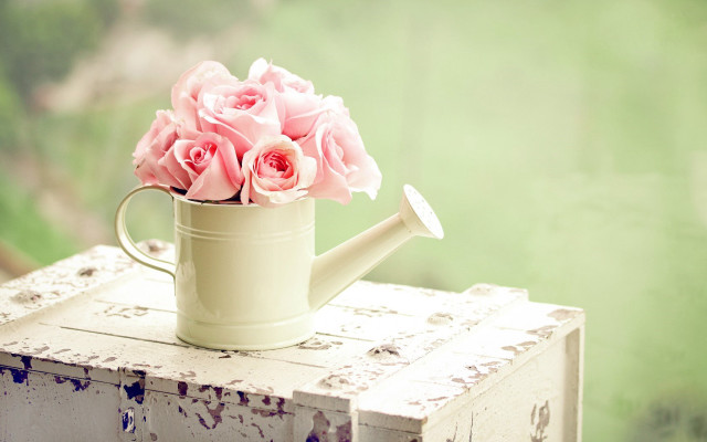 Watering can pink roses outside free wallpaper - medium preview image