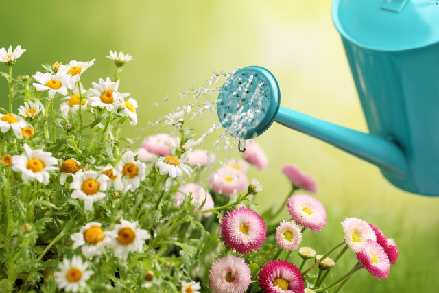 Watering can pouring water field free wallpaper - medium preview image