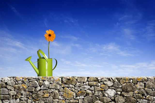 Green watering can flower stone free wallpaper - medium preview image