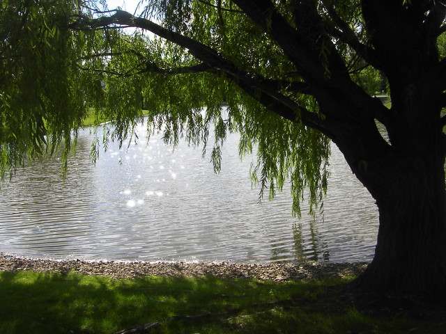 Tree water bird bench under free wallpaper for desktop - medium preview image