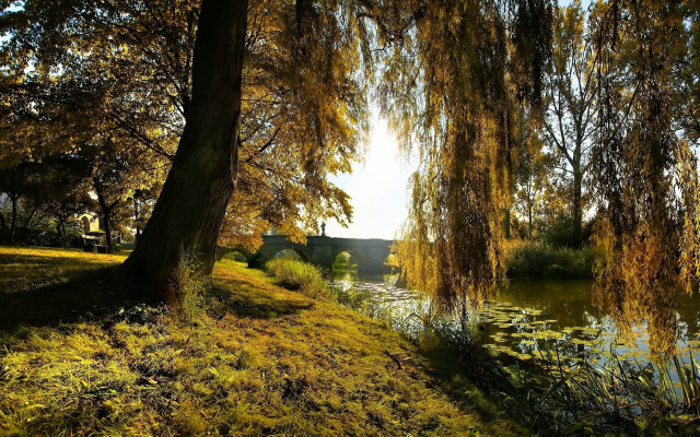 Tree yellow leaves water house free wallpaper - medium preview image