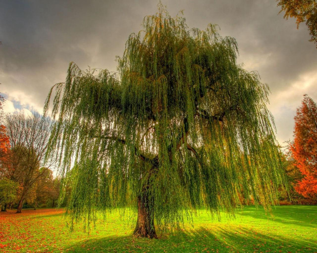 Large tree park cloudy sky free wallpaper - medium preview image