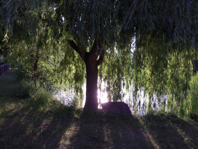 Tree water bench underneath background free wallpaper - medium preview image