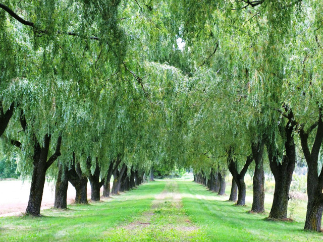 Trees path park green grass free wallpaper - medium preview image