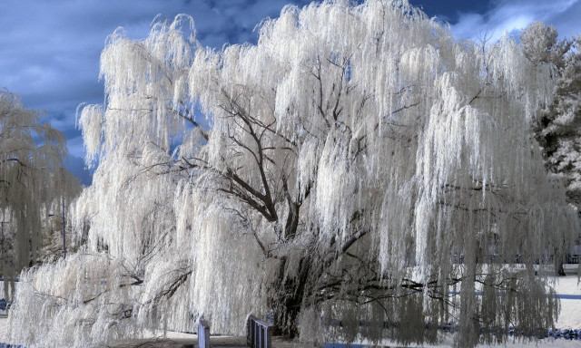 Large tree white leaves park free wallpaper - medium preview image