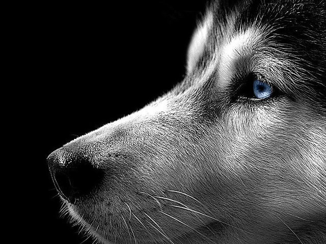 Husky blue eyes dog black free wallpaper - medium preview image