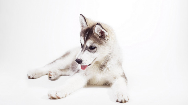 Husky dog lying white background free wallpaper - medium preview image