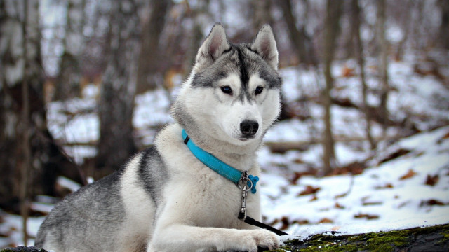 Husky forest snow winter blurry free wallpaper - medium preview image