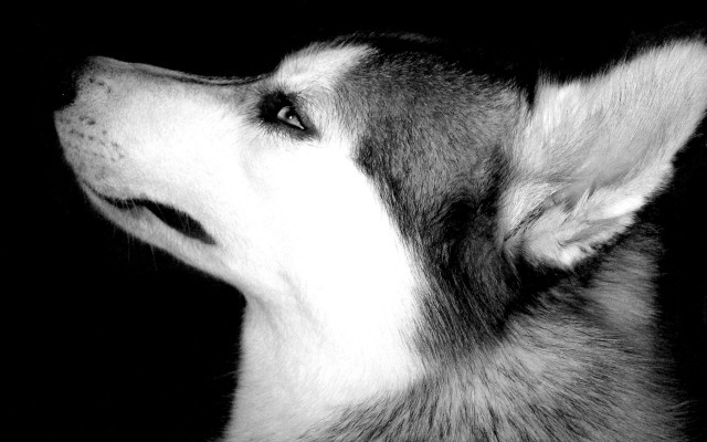 Dog looking up dark sky free wallpaper - medium preview image