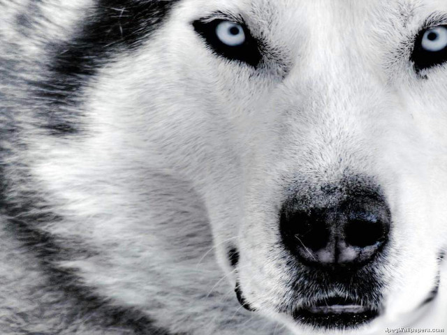 Dog blue eyes nose ring #2 free wallpaper - medium preview image
