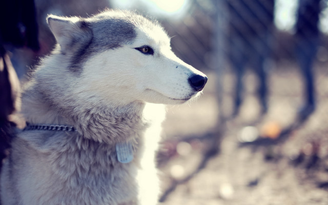 Husky dog woods looking distance #3 free wallpaper - medium preview image