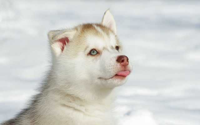 Husky blue eyes snow tongue free wallpaper - medium preview image