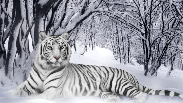 White tiger snow trees ground #3 free wallpaper - medium preview image
