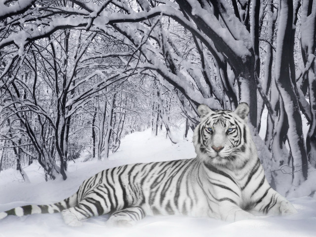 White tiger snow trees ground free wallpaper - medium preview image