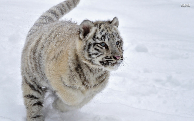 White tiger running snow wild free wallpaper - medium preview image